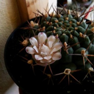 Gymnocalycium
