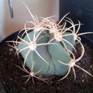 Ferocactus emoryi