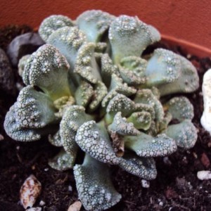 titanopsis calcarea