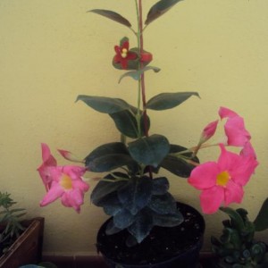 dipladenia giugno 2012