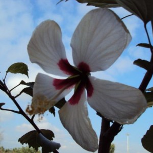 hibiscus