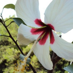 hibiscus