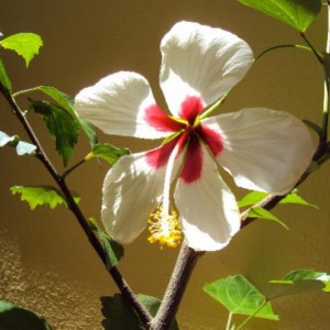 hibiscus