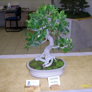 Ficus