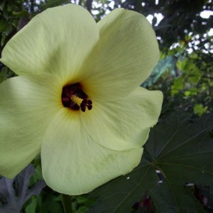 hibiscus abelmoschus moschatus