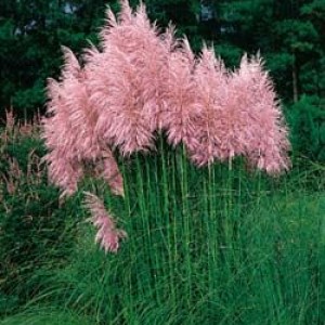 cortaderia