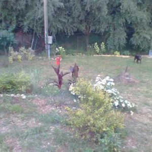 dopo aver tolto la vigna, abbiamo iniziato a cercare di dare una forma a quello che sarà il giardino, in primo piano a sinistra si vede il bordo di qu