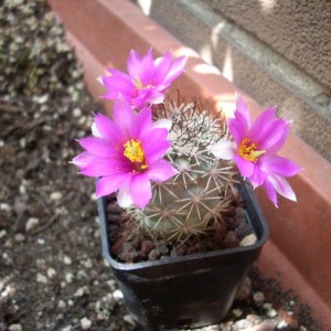 Mammillaria Schuannii