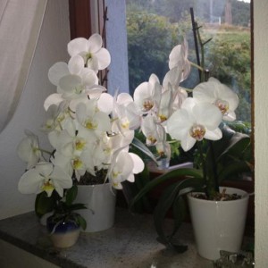 Orchidee