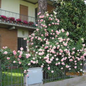 IMG 0385http://forum.giardinaggio.it/album.php?albumid=3652&attachmentid=120332