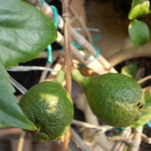 frutti guava