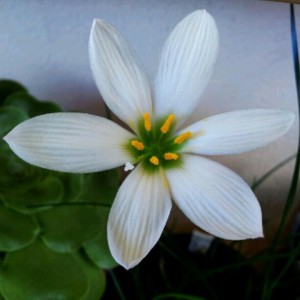 Zephyranthes candida.
