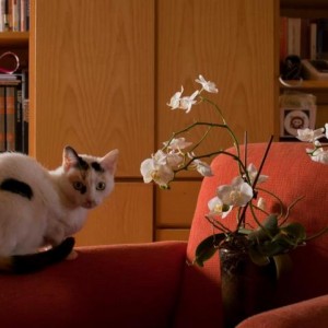 Armonie di casa: gatto, orchidea e keiki Phal nr2 + Phal nr2A