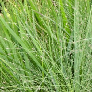 002pennisetum setaceum