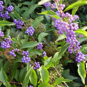 004le bacche della callicarpa