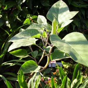 005datura seminata in ritardo ma qualche fiore riuscirò a vederlo anch'io