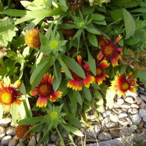 006gaillardia fioritura ininterrotta da maggio (questa è da avere in ogni giardino)