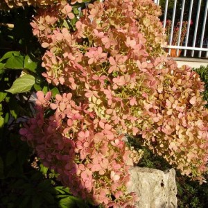 007 h. paniculata