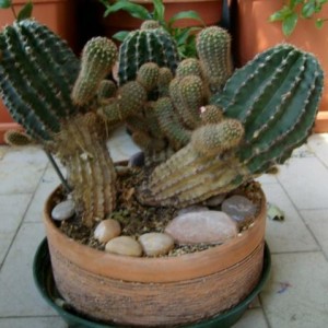 echinopsis