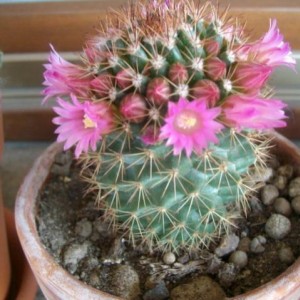 mammillaria