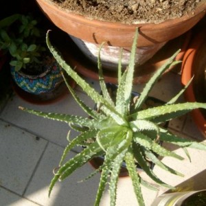 aloe humilis