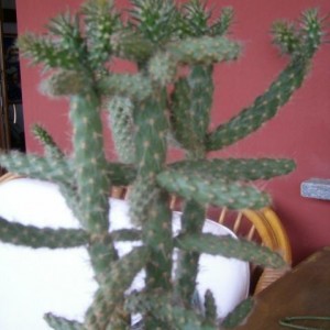 opuntia forse imbricata, ma forse eh