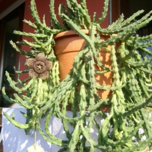 stapelia variegata