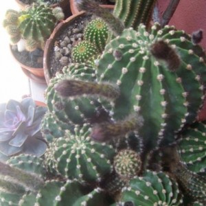 echinopsis mamma