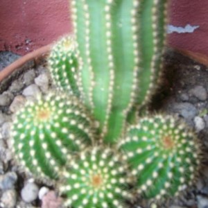 cereus (????), di sugar.
era alto circa 15 cm, ora è 60, con 4 'piccini'