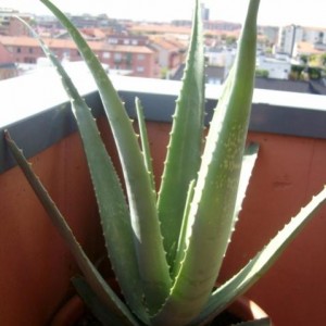 aloe vera