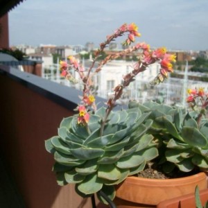 echeveria glauca secunda. ora è molto più grande...