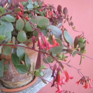 kalanchoe tessa