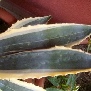 foglia d'agave doppia