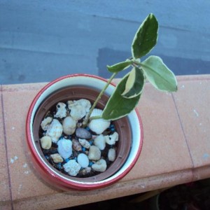 hoya variegata