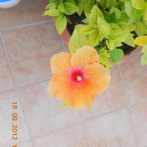 Hibiscus Rosa sinensis mini