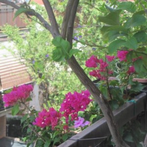 bouganvillea