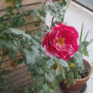 rosa