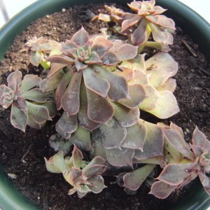 echeveria