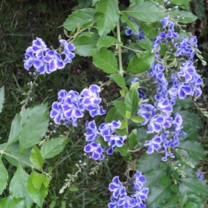 duranta repens fiore