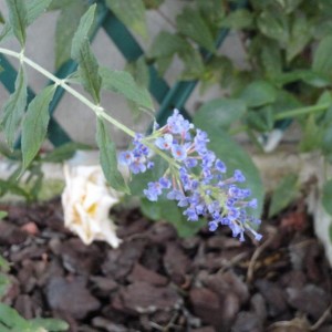 albero delle farfalle fiore