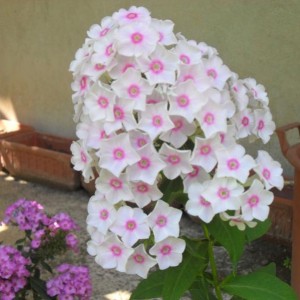 phlox