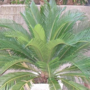 Cycas