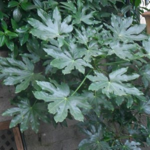 aralia