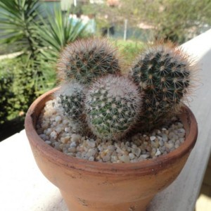 mammillaria