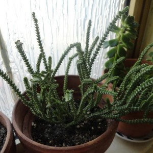 CRASSULA LYCOPODIOIDES