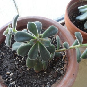 ECHEVERIA PULVINATA