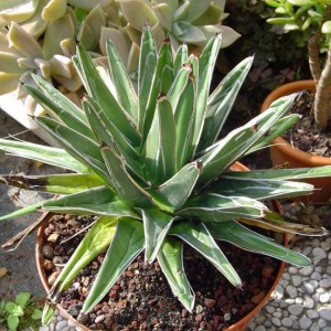 agave regina vittoria