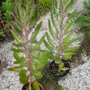 Kalanchoe daigremontiana - temperatura minima sopportata: +5°C