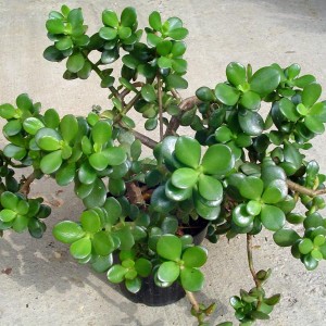 crassula