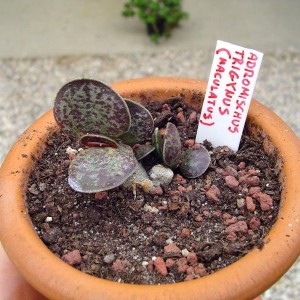 Adromischus trigynus (maculatus) - temperatura minima sopportata: +10°C